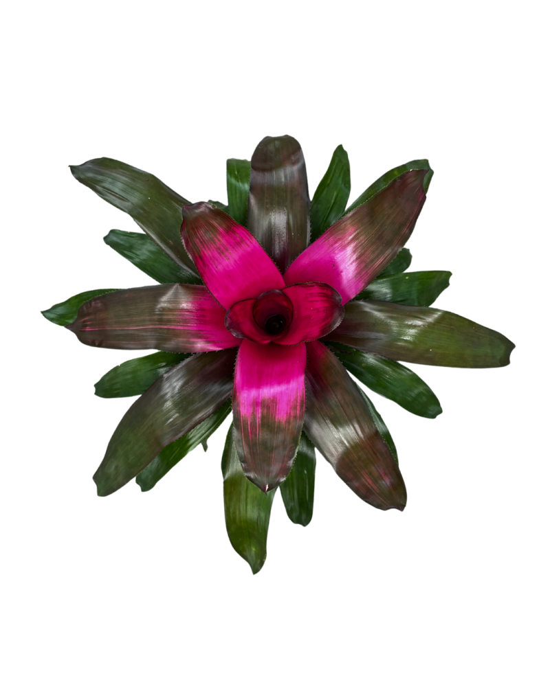 neoregelia-donna-bromeliad