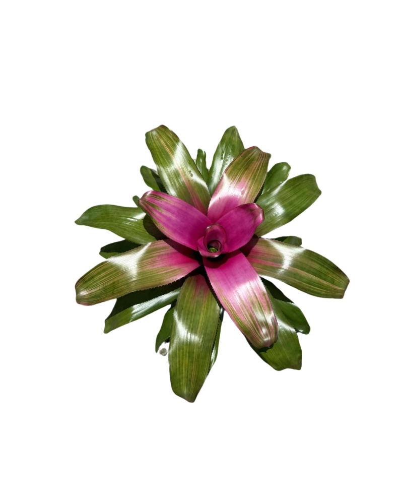neoregelia-donna-bromeliad