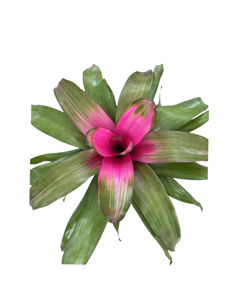 neoregelia-donna-bromeliad