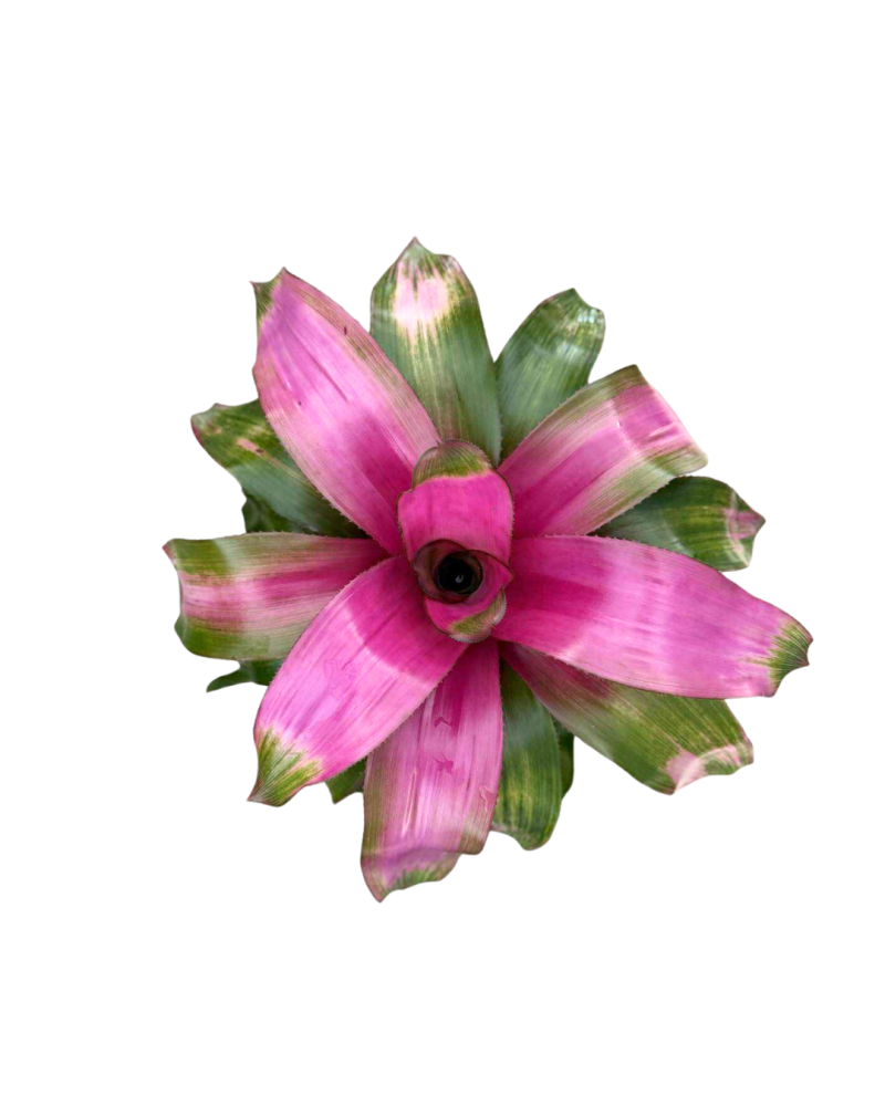 neoregelia-donna-bromeliad