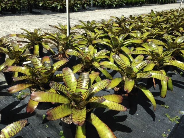 neoregelia-dragon-bromeliad