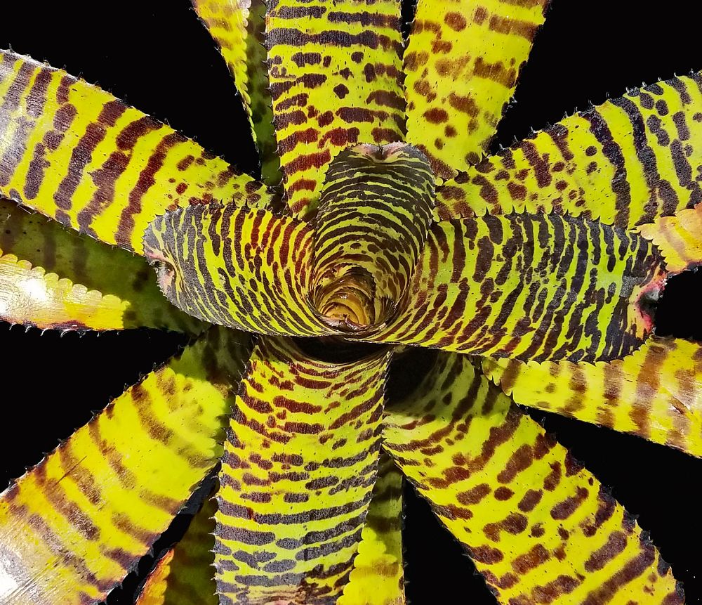 neoregelia-dragon-bromeliad