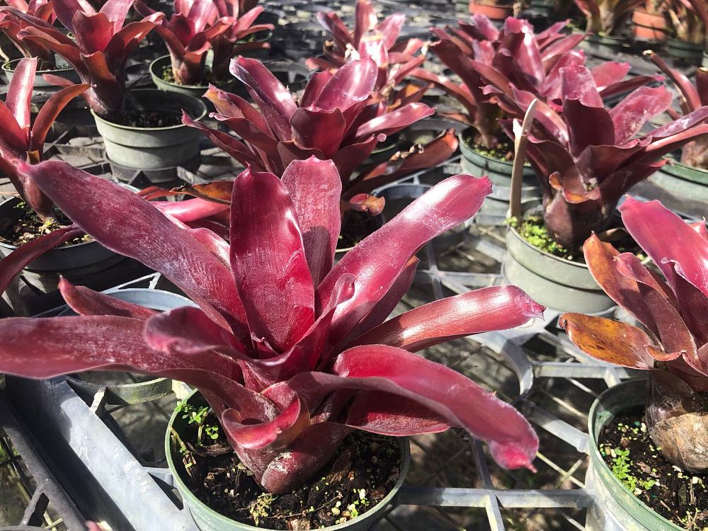 neoregelia-dwarf-red-bromeliad
