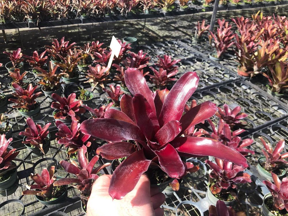 neoregelia-dwarf-red-bromeliad