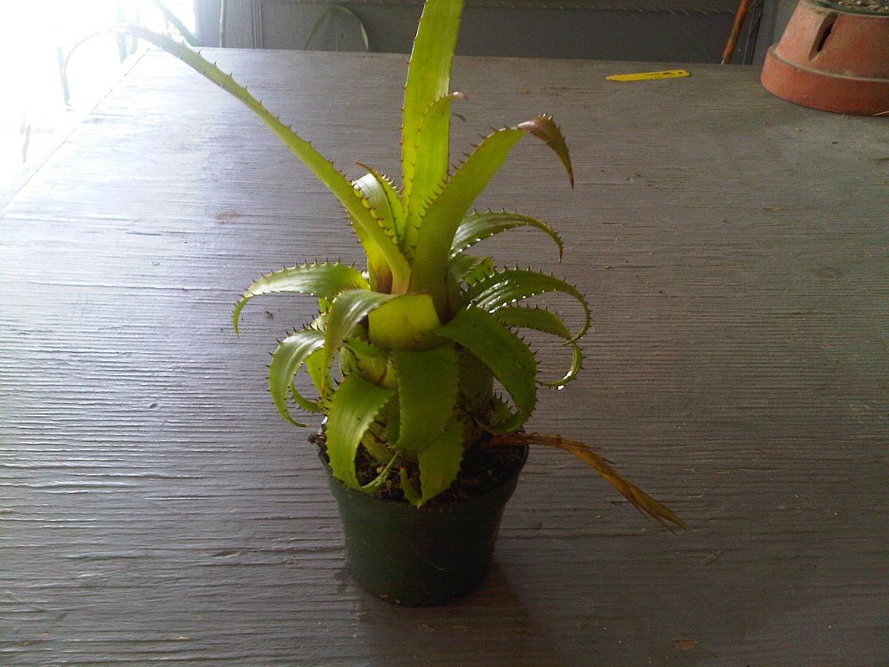neoregelia-eleutheropetala-bromeliad