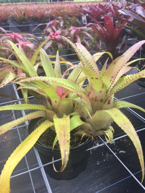 neoregelia-eleutheropetala-bromeliad