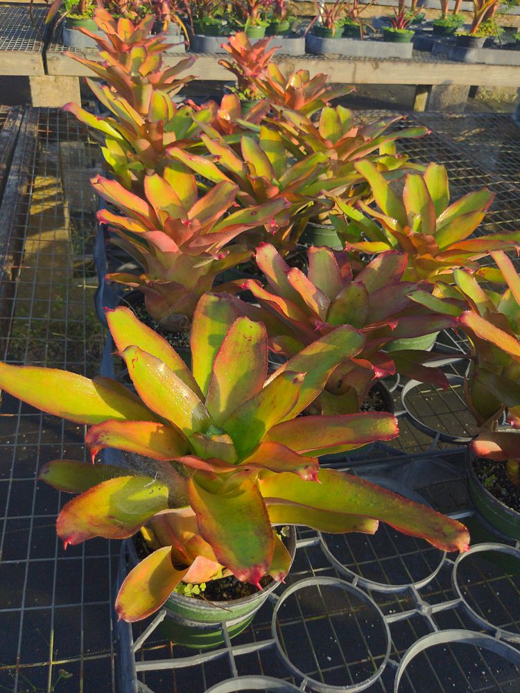 neoregelia-eltoniana-bromeliad