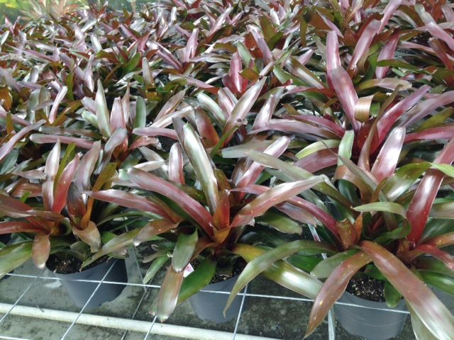 neoregelia-elwood-bromeliad