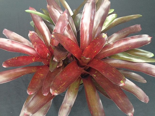 neoregelia-elwood-bromeliad