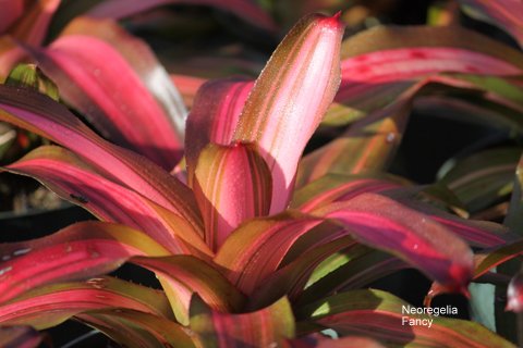 neoregelia-fancy-bromeliad