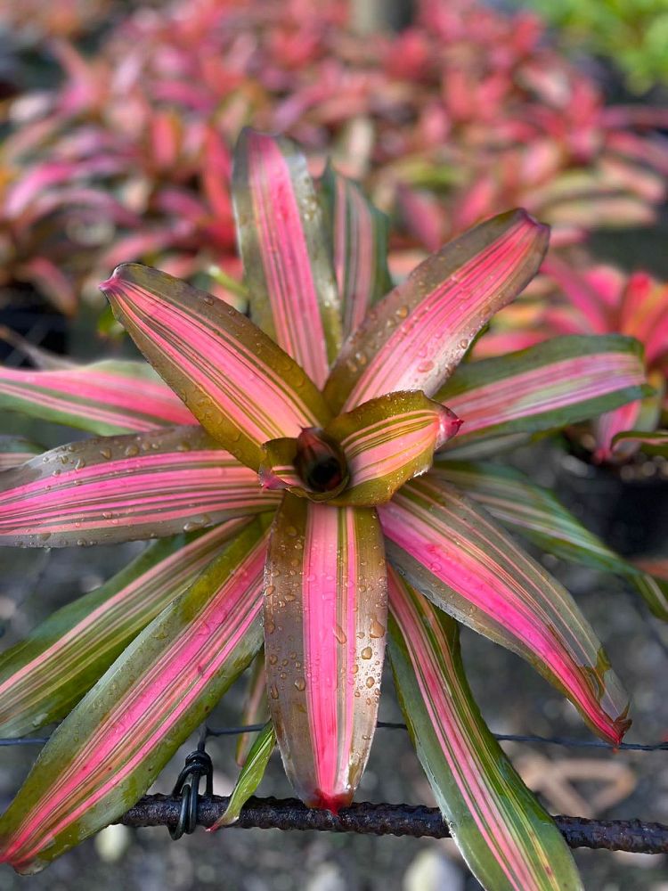 neoregelia-fancy-bromeliad