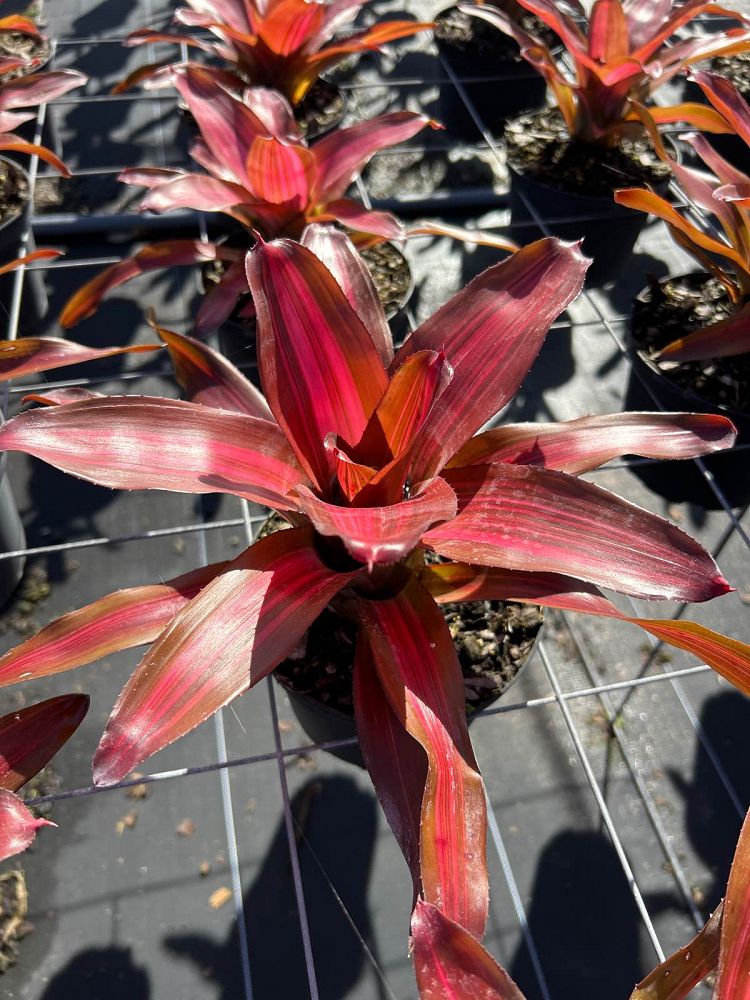 neoregelia-fancy-bromeliad