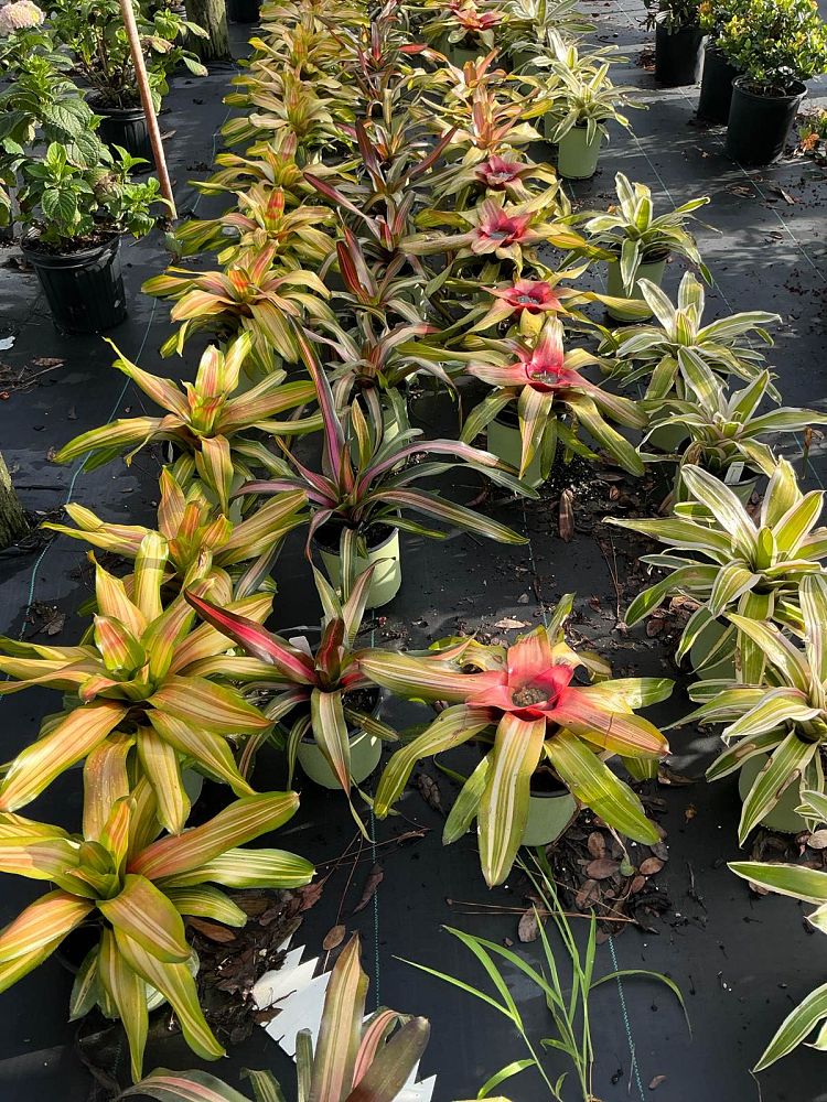 neoregelia-fancy-bromeliad