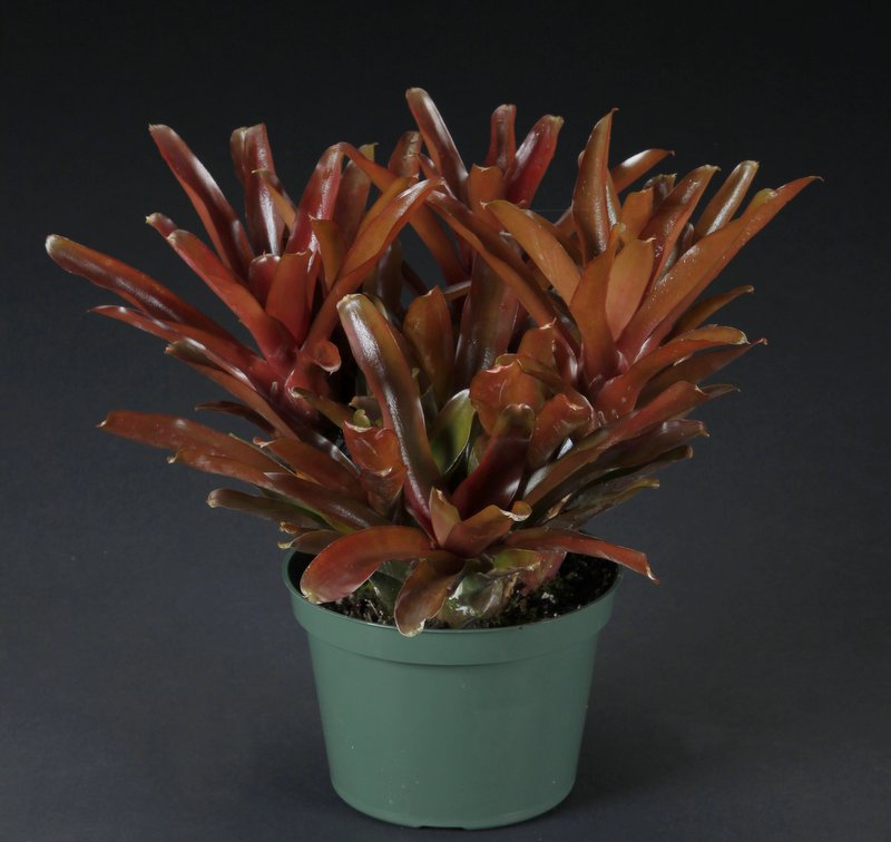 neoregelia-fireball-bromeliad