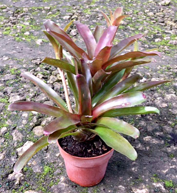 neoregelia-fireball-bromeliad