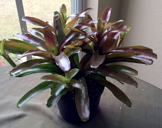 neoregelia-fireball-bromeliad