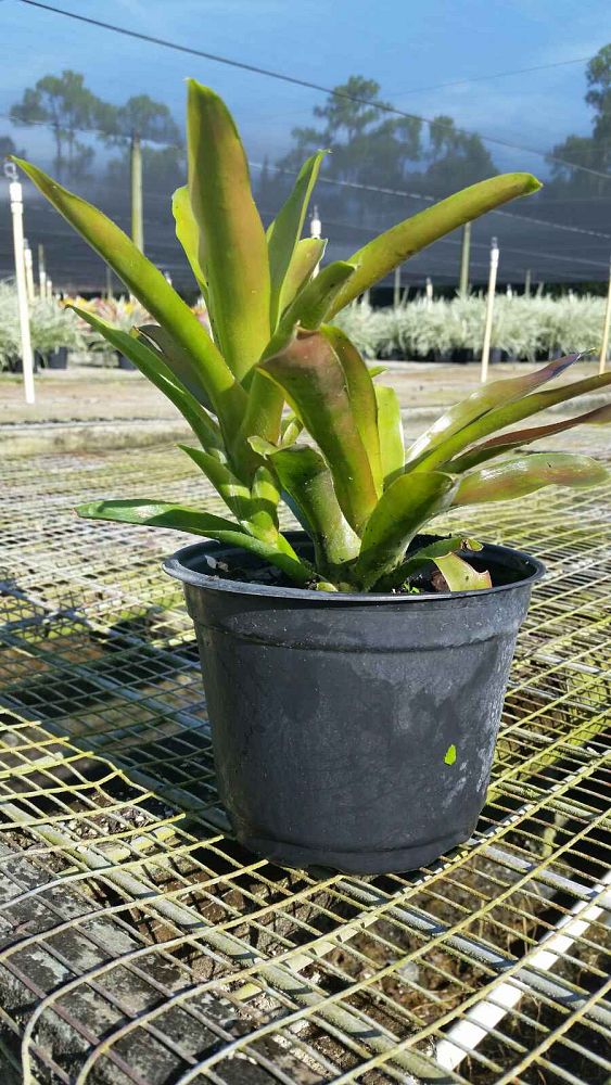 neoregelia-fireball-bromeliad