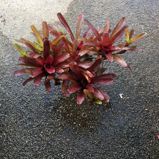 neoregelia-fireball-bromeliad