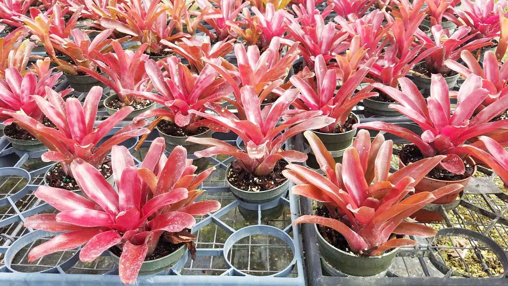 neoregelia-fireball-bromeliad