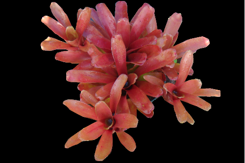 neoregelia-fireball-bromeliad
