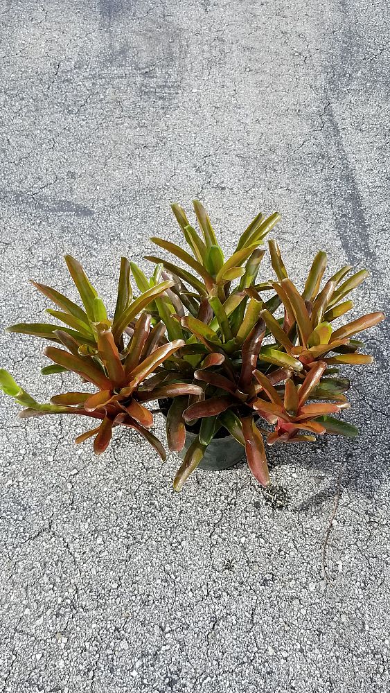 neoregelia-fireball-bromeliad