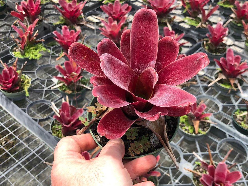neoregelia-fireball-bromeliad