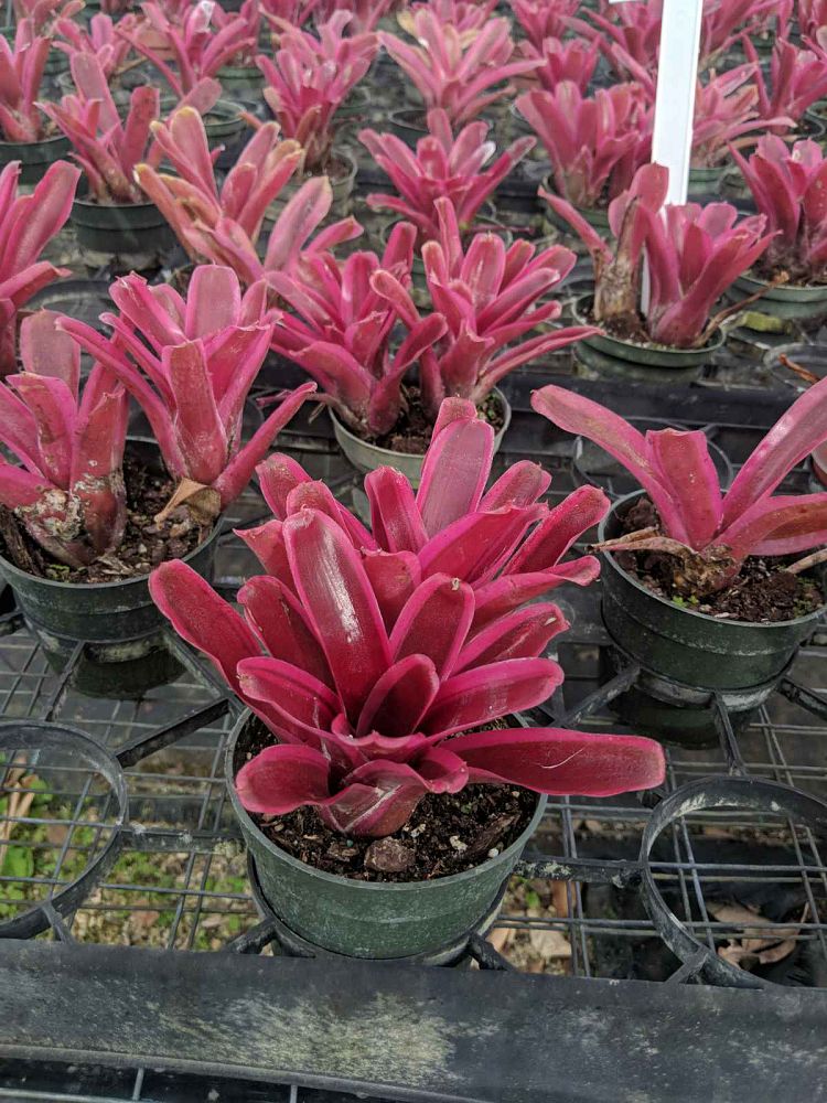 neoregelia-fireball-bromeliad