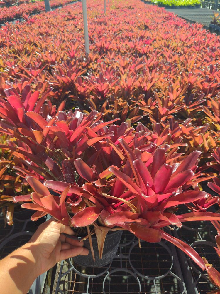 neoregelia-fireball-bromeliad