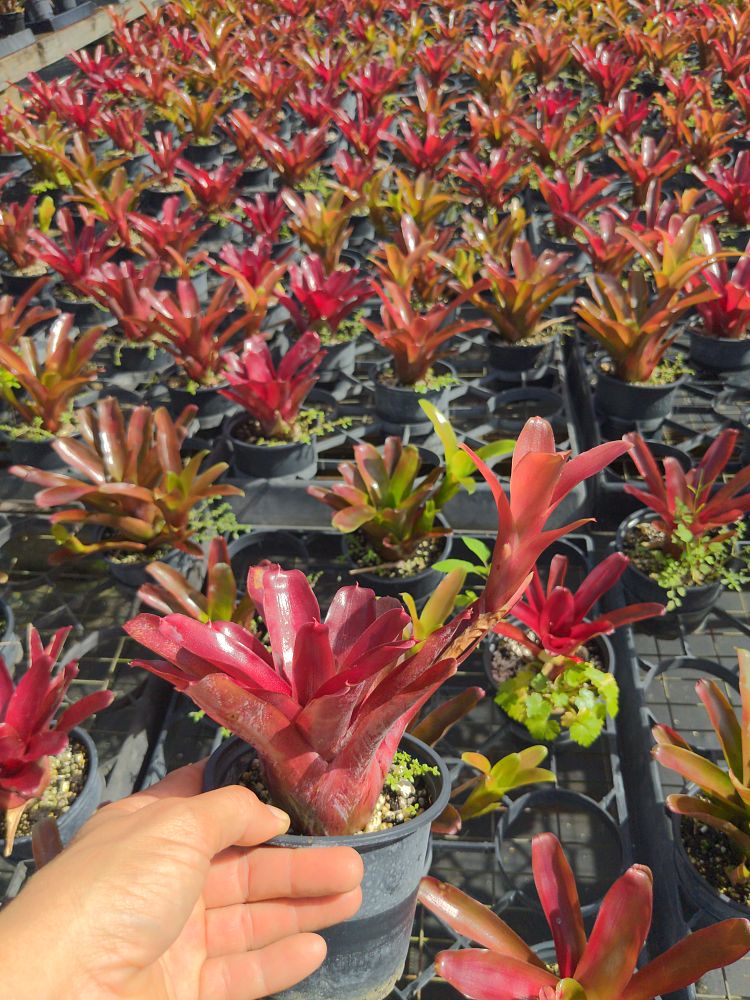 neoregelia-fireball-bromeliad