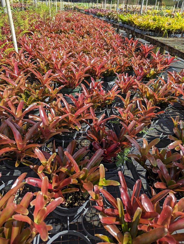 neoregelia-fireball-bromeliad