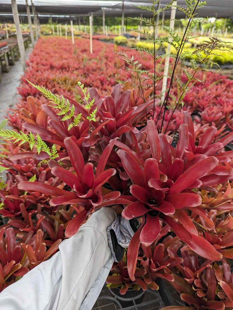 neoregelia-fireball-bromeliad