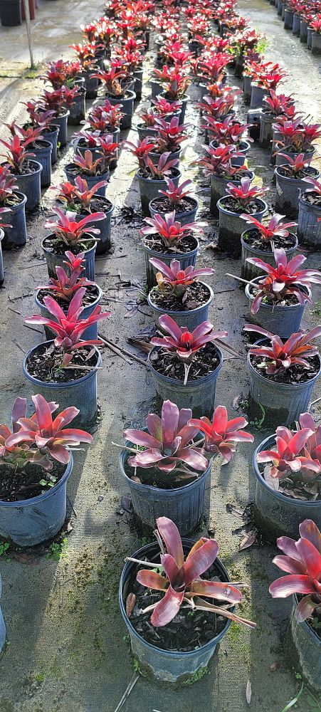neoregelia-fireball-bromeliad