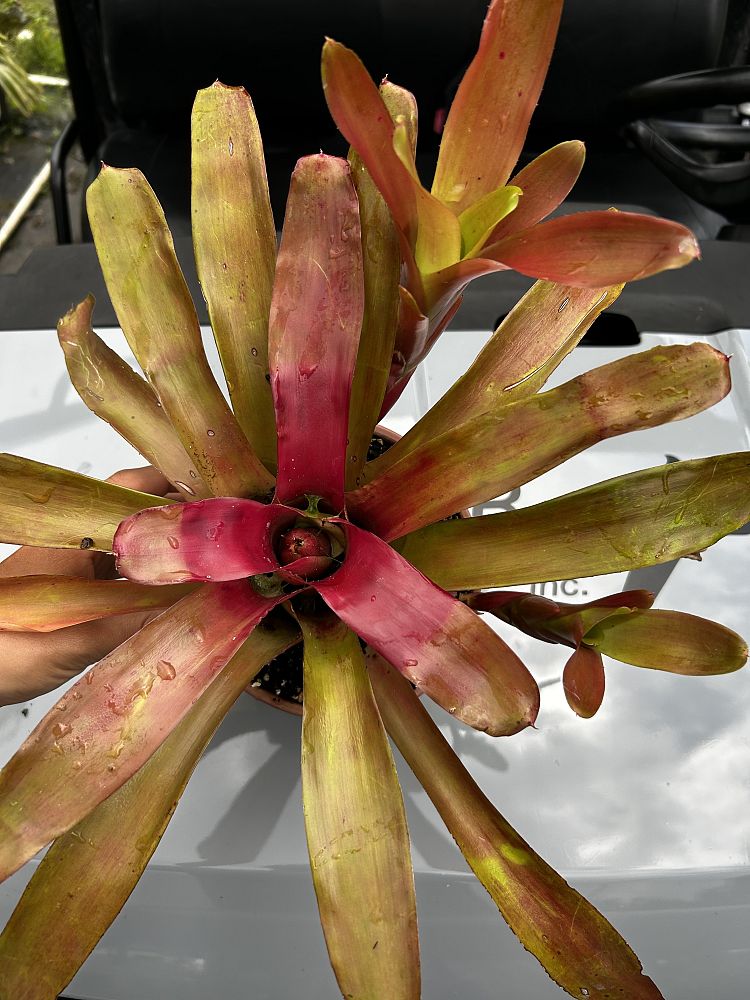 neoregelia-fireball-bromeliad