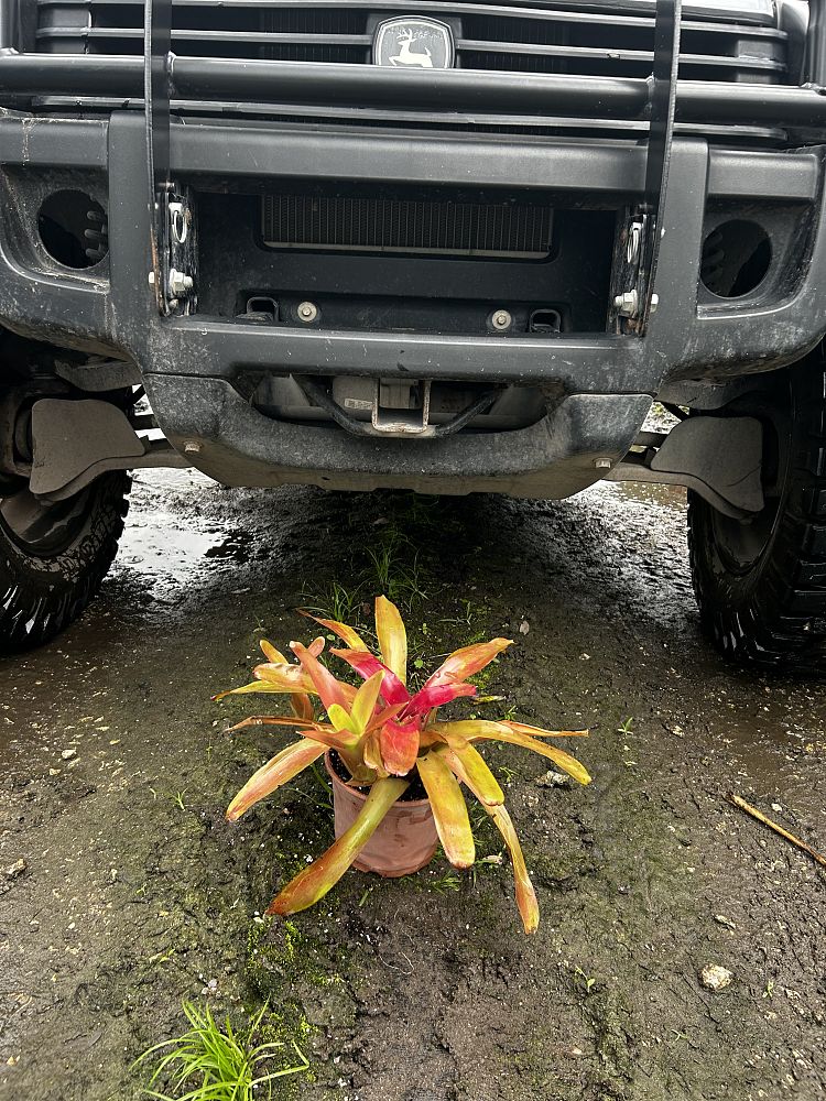 neoregelia-fireball-bromeliad