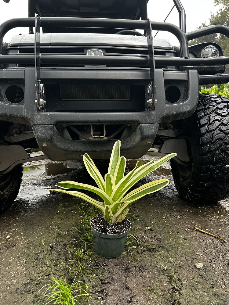 neoregelia-fireball-bromeliad