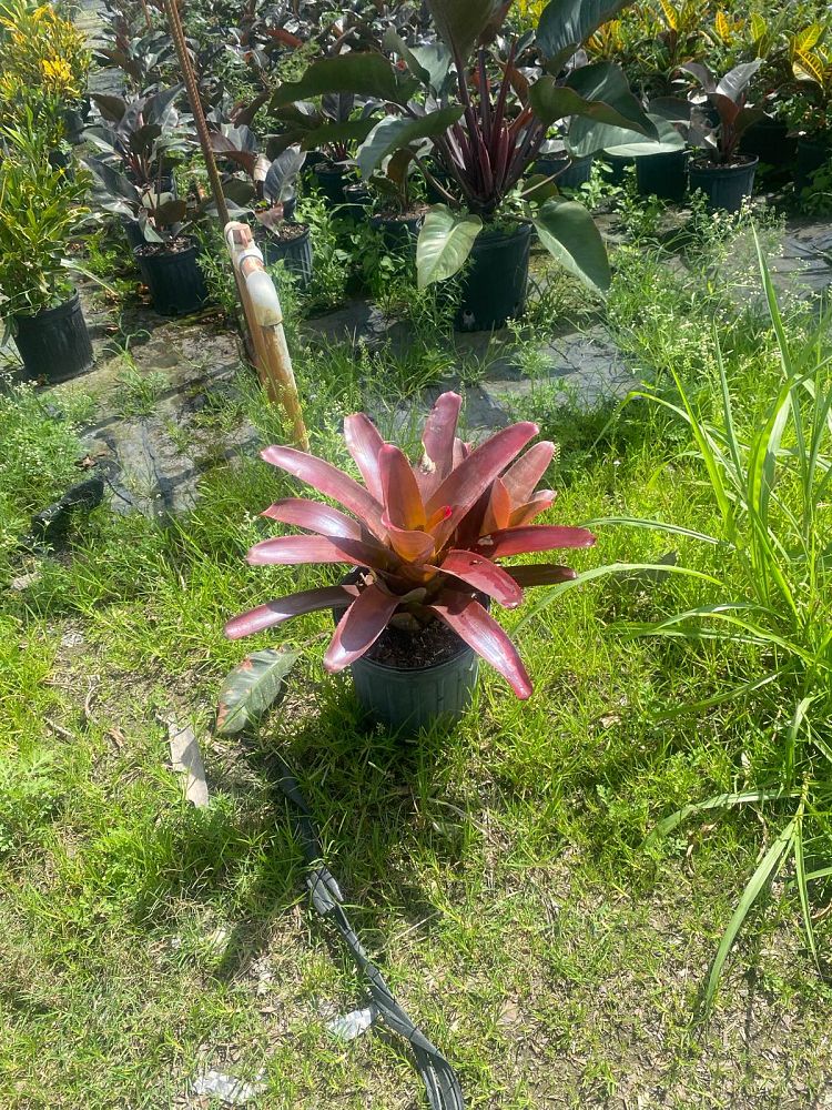neoregelia-fireball-bromeliad