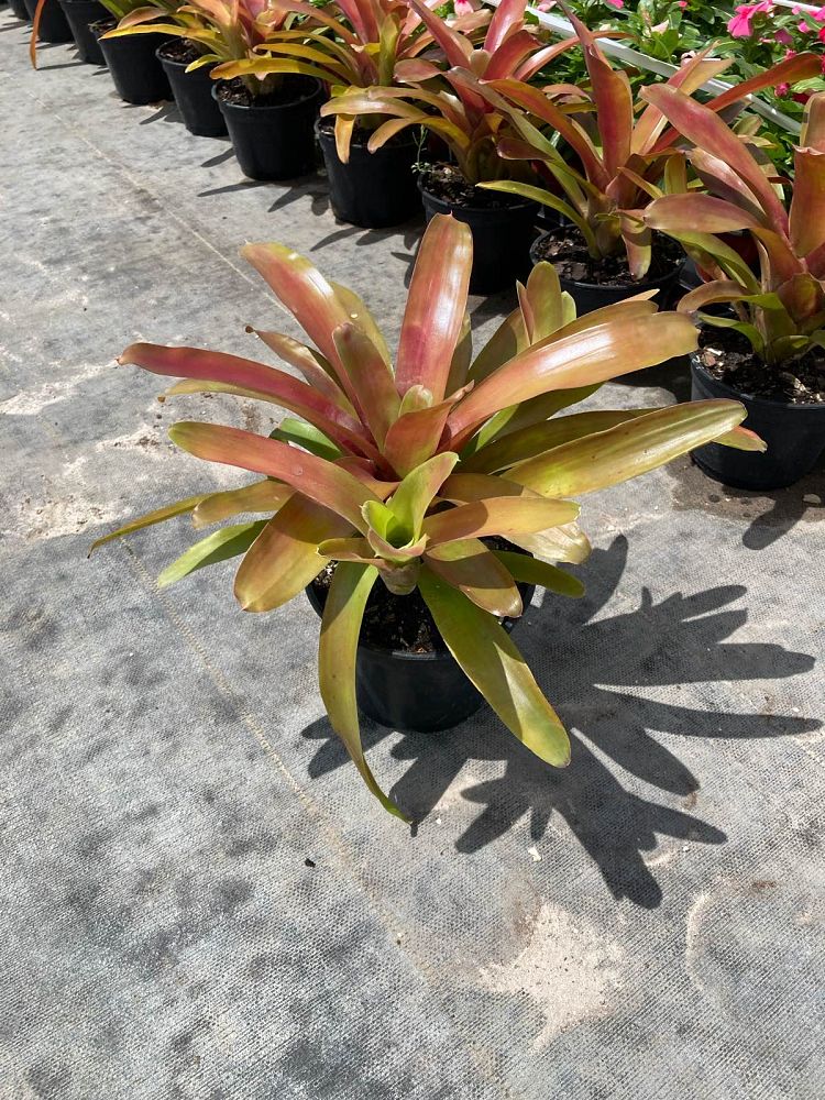 neoregelia-fireball-bromeliad