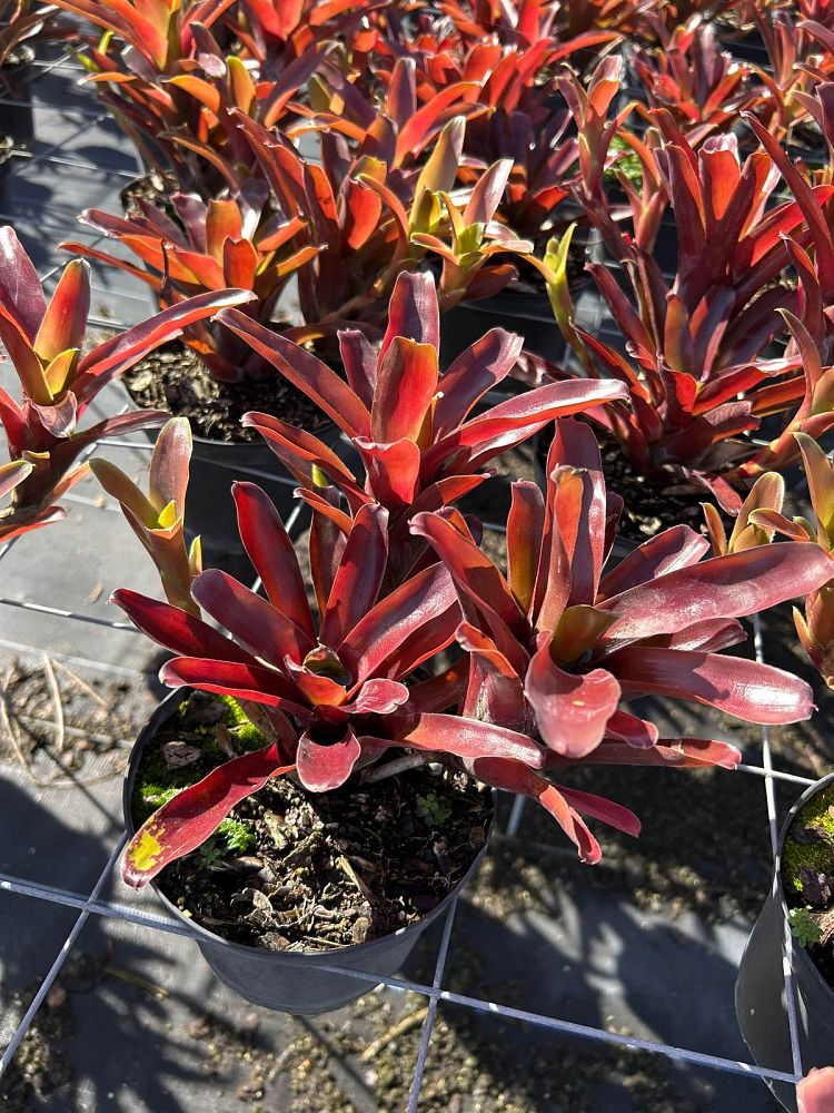 neoregelia-fireball-bromeliad
