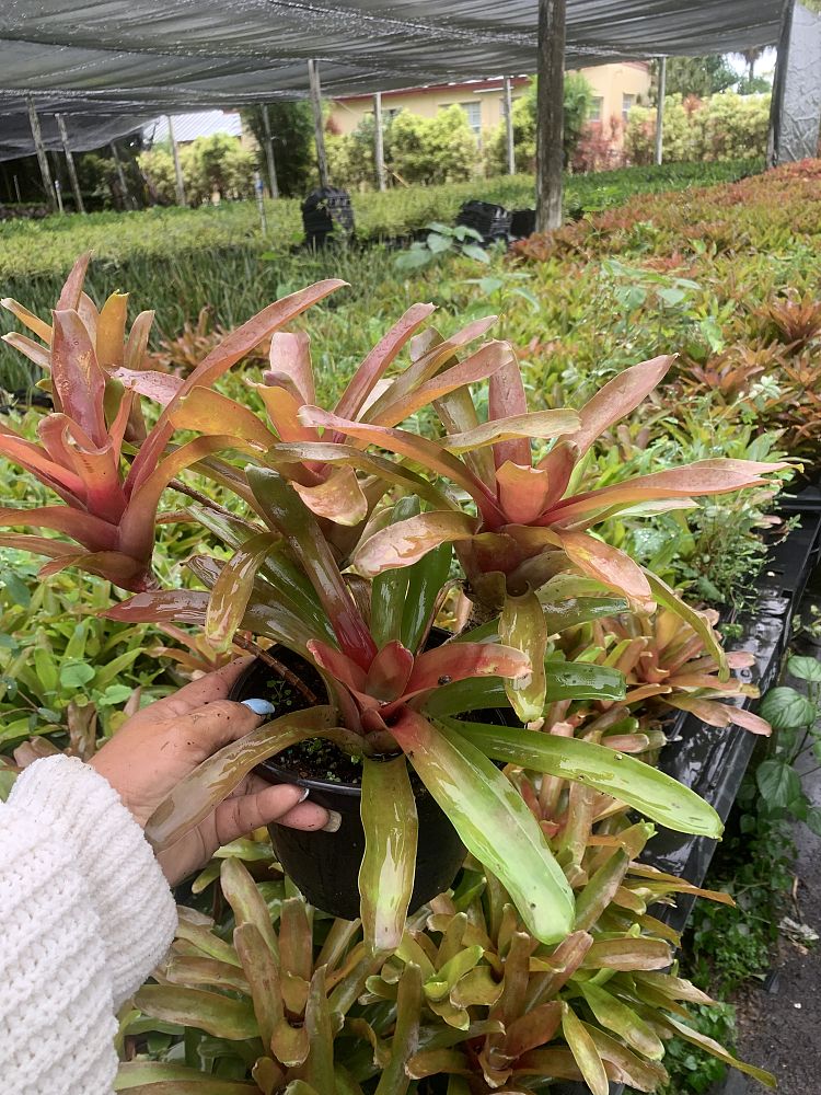 neoregelia-fireball-bromeliad