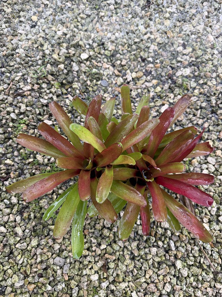 neoregelia-fireball-bromeliad