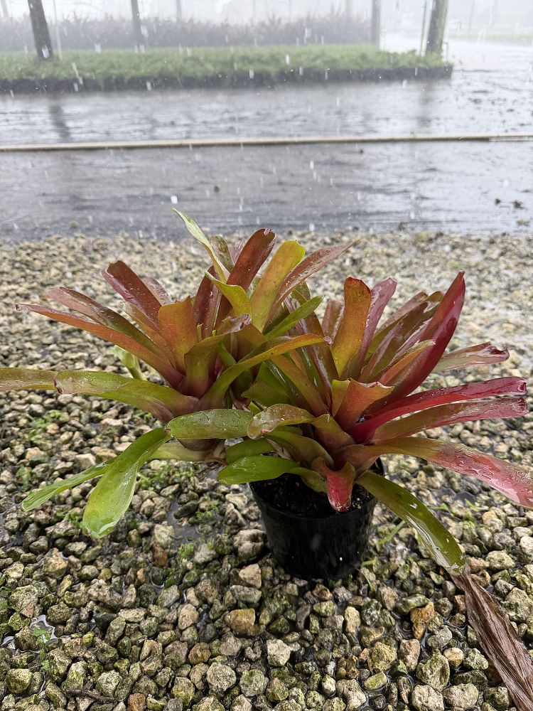 neoregelia-fireball-bromeliad