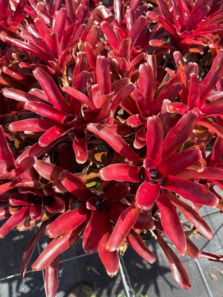 neoregelia-fireball-bromeliad