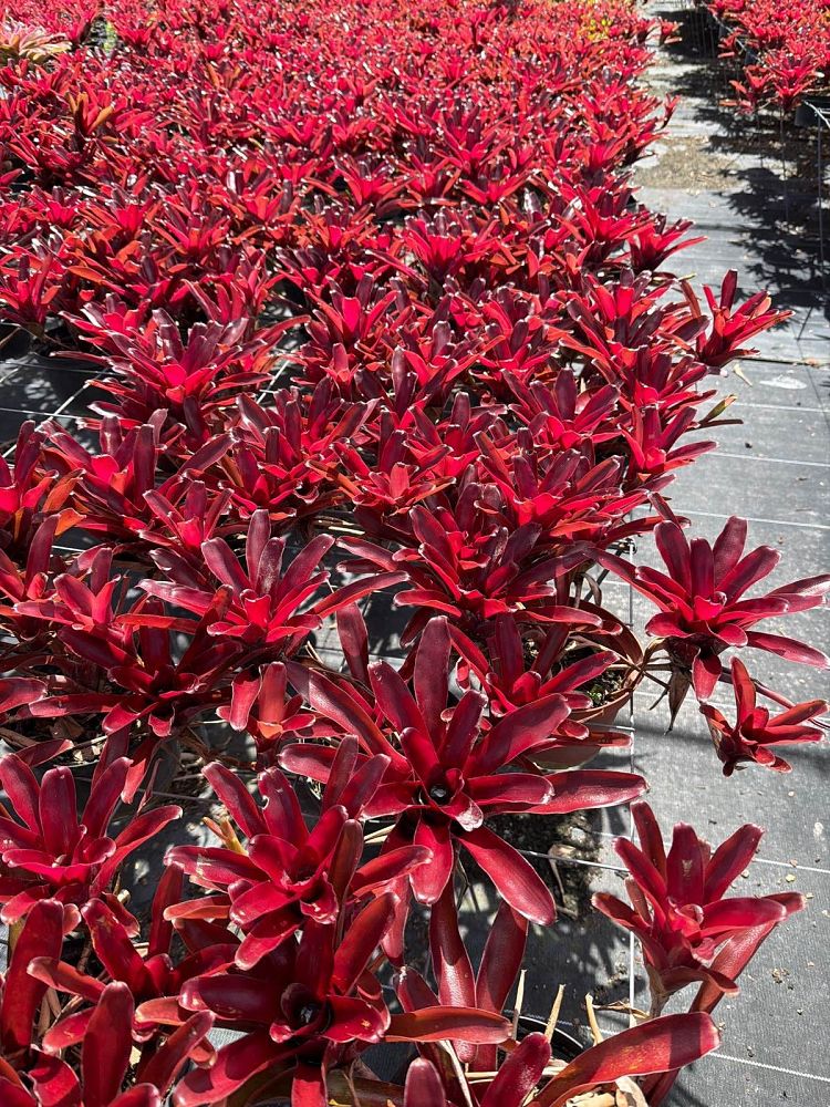 neoregelia-fireball-bromeliad