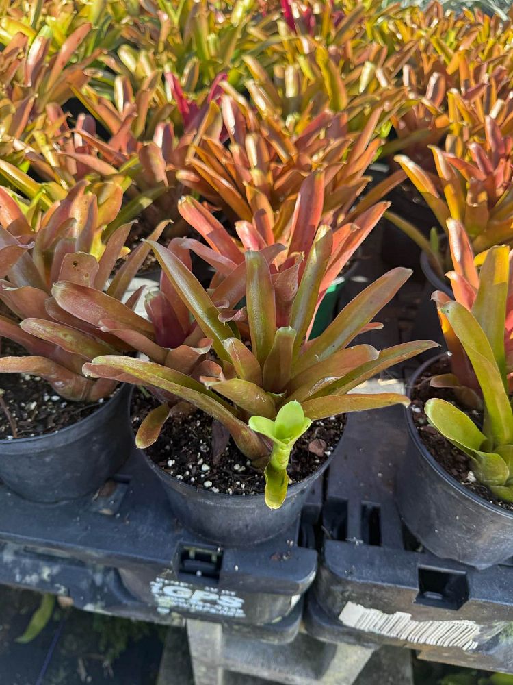 neoregelia-fireball-bromeliad