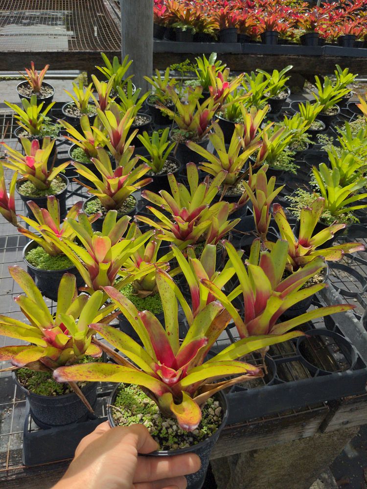 neoregelia-fireball-green-bromeliad