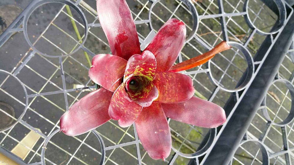 neoregelia-fireball-x-aztek-bromeliad