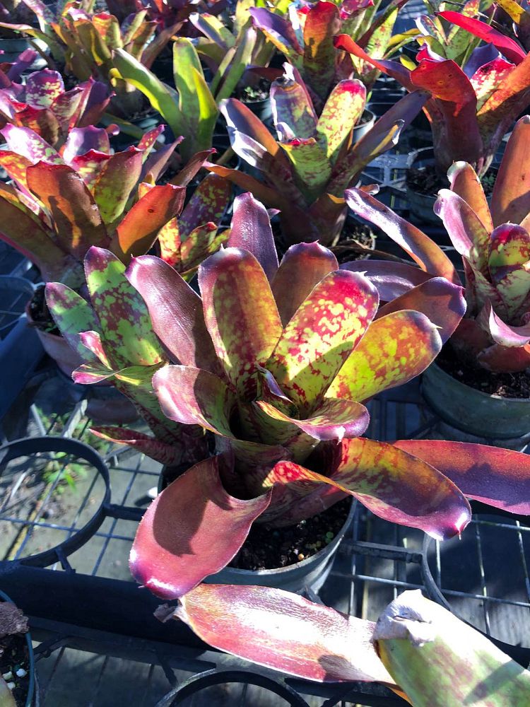 neoregelia-fireball-x-aztek-bromeliad