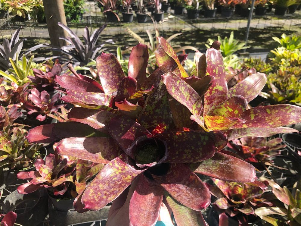 neoregelia-fireball-x-aztek-bromeliad