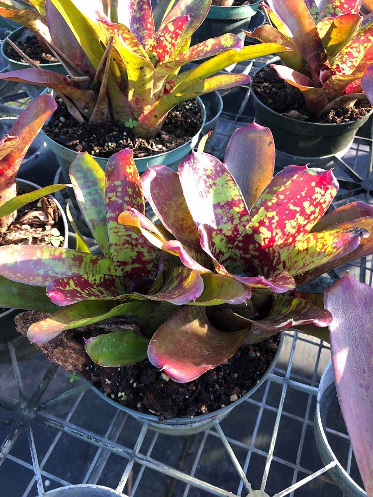 neoregelia-fireball-x-aztek-bromeliad
