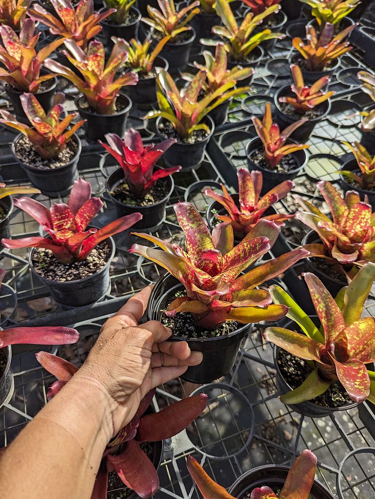 neoregelia-fireball-x-aztek-bromeliad